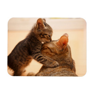 Cutest Baby Animals Tabby Kitten Kiss Magnet