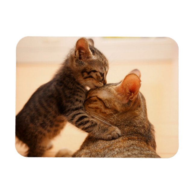 Cutest Baby Animals | Tabby Kitten Kiss Magnet (Horizontal)