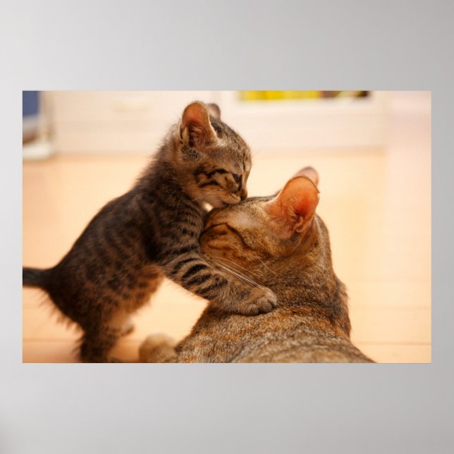 Cutest Baby Animals | Tabby Kitten Kiss Poster (Front)