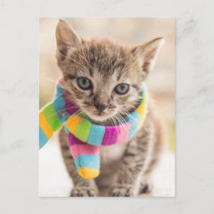 Cutest Baby Animals Tabby Kitten Rainbow Scarf Postcard