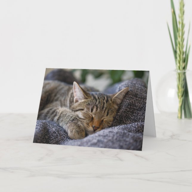 Cutest Baby Animals | Tabby Kitten Sleeping Card (Front)