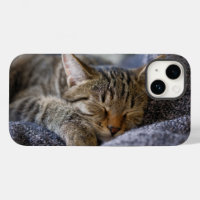 Cutest Baby Animals | Tabby Kitten Sleeping