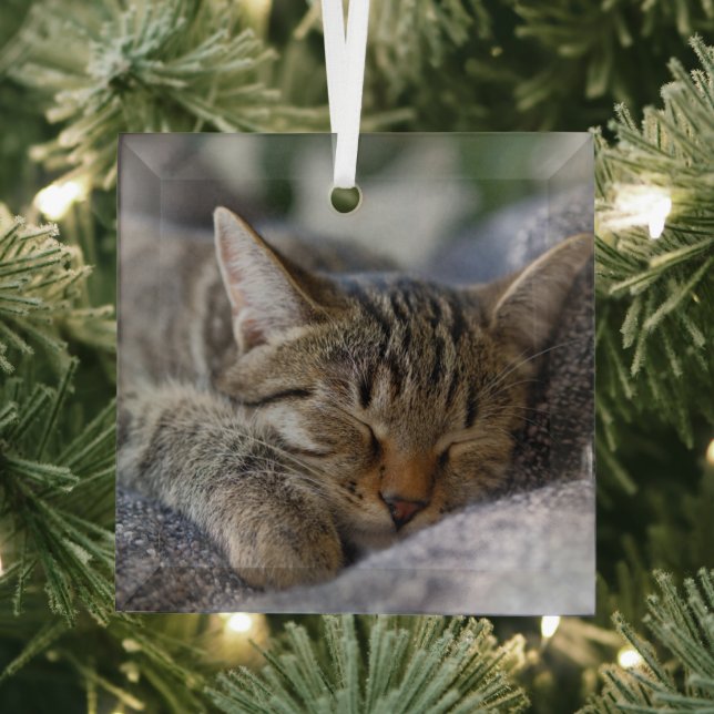 Cutest Baby Animals | Tabby Kitten Sleeping Glass Tree Decoration (Insitu)