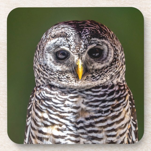 Cutest Baby Animals | Tawny Owl Coaster (Front)