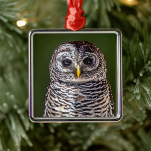 Cutest Baby Animals Tawny Owl Metal Tree Decoration