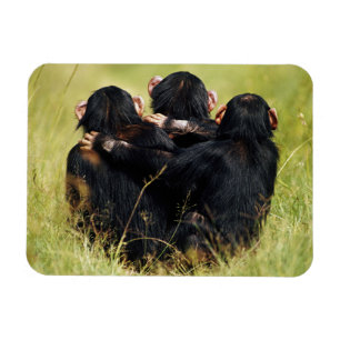 Cutest Baby Animals   Three Chimpanzees Hugging Magnet