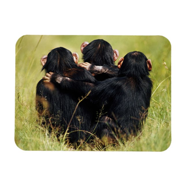 Cutest Baby Animals | Three Chimpanzees Hugging Magnet (Horizontal)