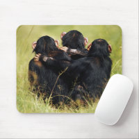 Cutest Baby Animals | Three Chimpanzees Hugging