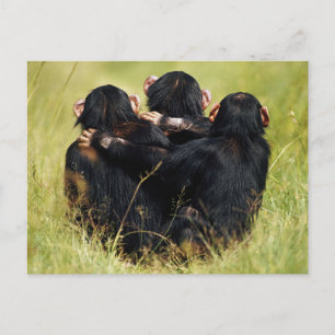 Cutest Baby Animals   Three Chimpanzees Hugging Postcard