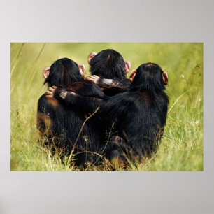 Cutest Baby Animals Three Chimpanzees Hugging Poster