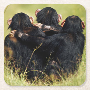 Cutest Baby Animals   Three Chimpanzees Hugging Square Paper Coaster