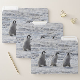 Cutest Baby Animals   Three Emperor Penguin Chicks File Folder