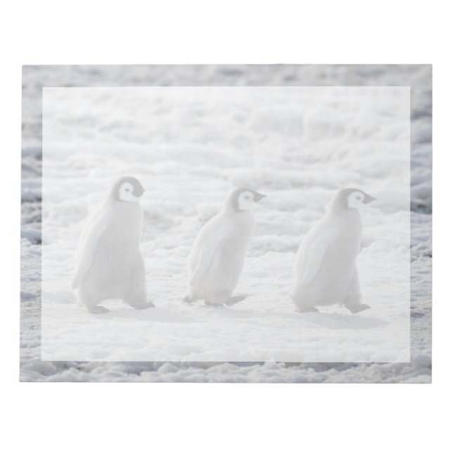 Cutest Baby Animals | Three Emperor Penguin Chicks Notepad (Front)