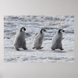 Cutest Baby Animals   Three Emperor Penguin Chicks Poster