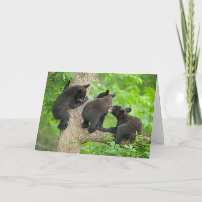 Cutest Baby Animals | Three Young Black Bear Cubs Card (Front)