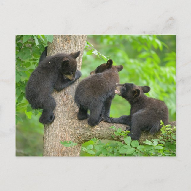 Cutest Baby Animals | Three Young Black Bear Cubs Postcard (Front)