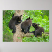 Cutest Baby Animals | Three Young Black Bear Cubs