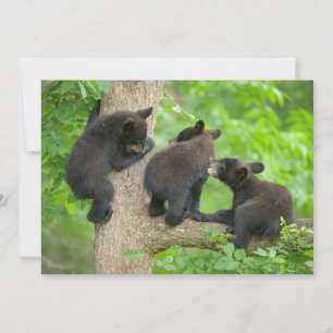 Cutest Baby Animals   Three Young Black Bear Cubs Thank You Card