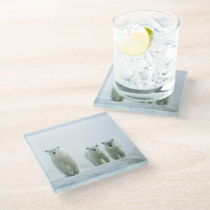 Cutest Baby Animals Three Young Polar Bears Glass Coaster