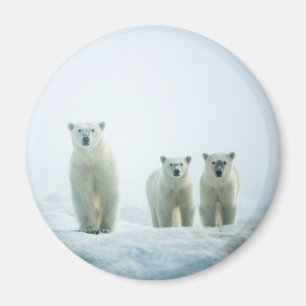 Cutest Baby Animals Three Young Polar Bears Magnet