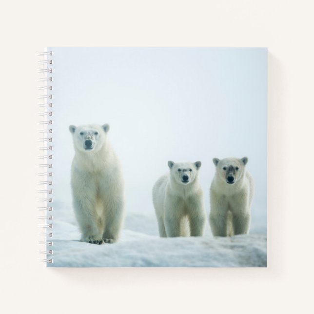 Cutest Baby Animals | Three Young Polar Bears Notebook (Front)
