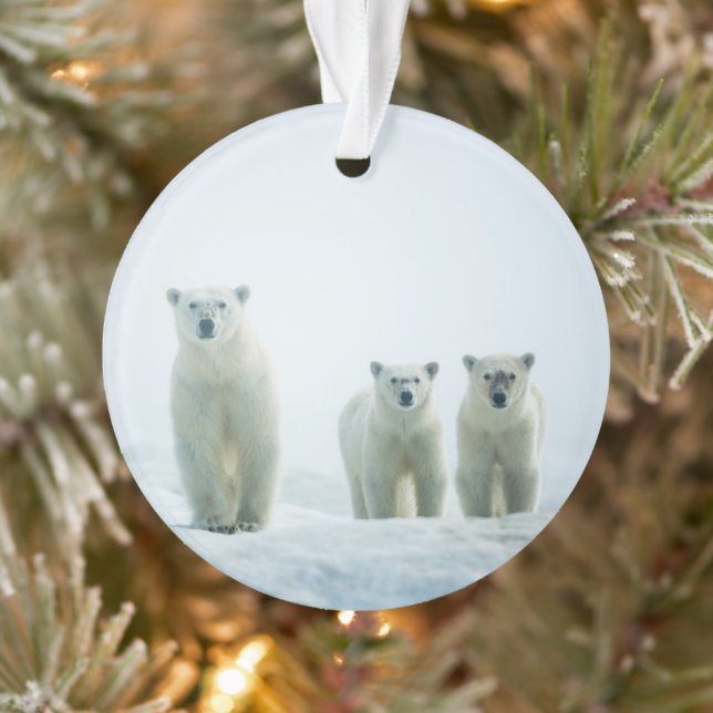 Cutest Baby Animals | Three Young Polar Bears Ornament (Tree)
