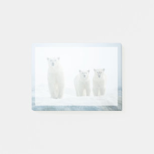 Cutest Baby Animals   Three Young Polar Bears Post-it Notes