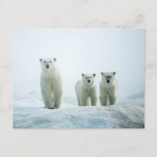 Cutest Baby Animals   Three Young Polar Bears Postcard