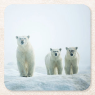 Cutest Baby Animals Three Young Polar Bears Square Paper Coaster