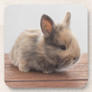 Cutest Baby Animals   Tiny Baby Bunny Coaster