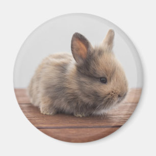 Cutest Baby Animals   Tiny Baby Bunny Magnet