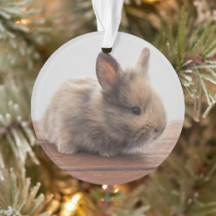 Cutest Baby Animals   Tiny Baby Bunny Ornament