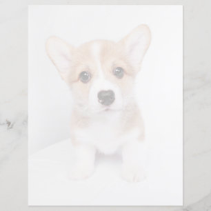 Cutest Baby Animals   Tiny Corgi