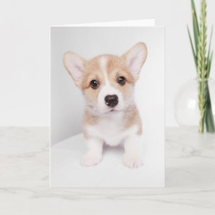 Cutest Baby Animals Tiny Corgi Card