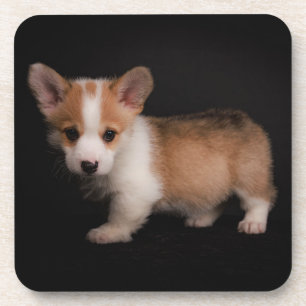 Cutest Baby Animals Tiny Corgi Coaster