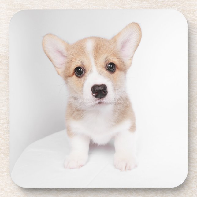 Cutest Baby Animals | Tiny Corgi Coaster (Front)