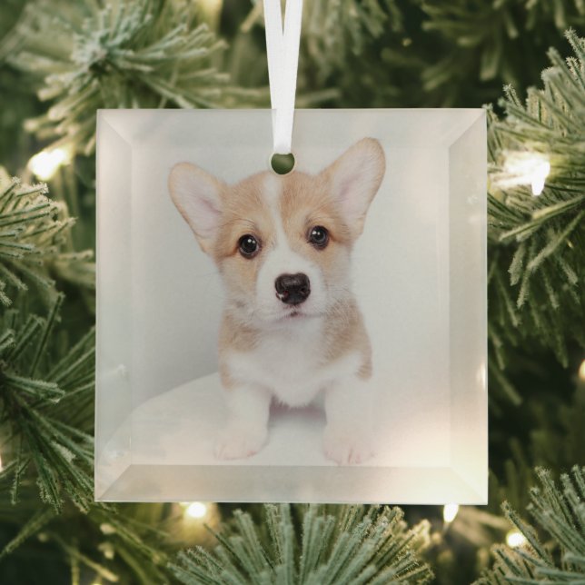 Cutest Baby Animals | Tiny Corgi Glass Tree Decoration (Insitu)