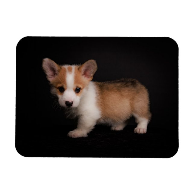 Cutest Baby Animals | Tiny Corgi Magnet (Horizontal)