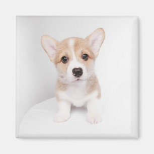 Cutest Baby Animals Tiny Corgi Magnet