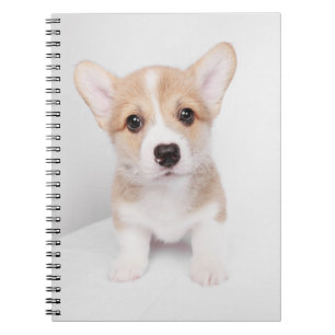 Cutest Baby Animals Tiny Corgi Notebook