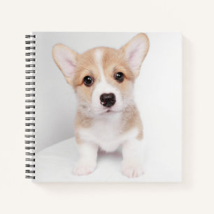 Cutest Baby Animals Tiny Corgi Notebook