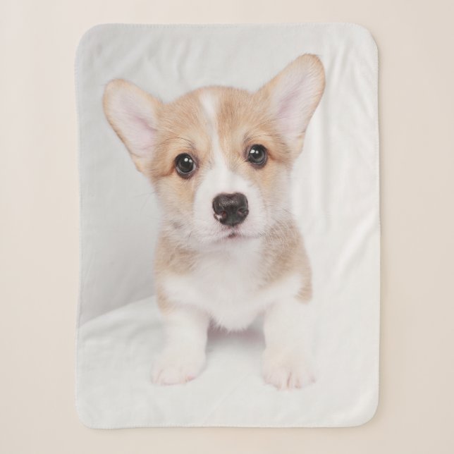 Cutest Baby Animals | Tiny Corgi Sherpa Blanket (Front)