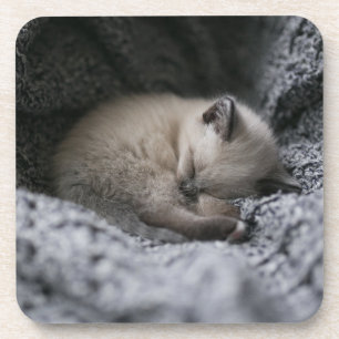 Cutest Baby Animals Tiny Kitten Sleeping Coaster