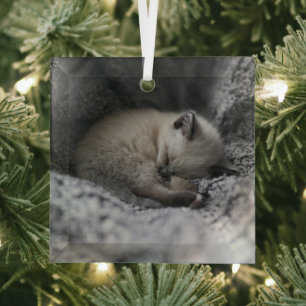Cutest Baby Animals   Tiny Kitten Sleeping Glass Tree Decoration