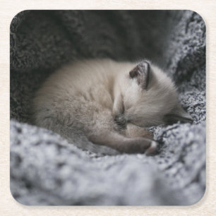 Cutest Baby Animals Tiny Kitten Sleeping Square Paper Coaster