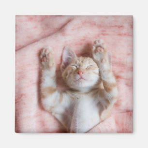 Cutest Baby Animals   Tiny Orange Striped Kitten Magnet