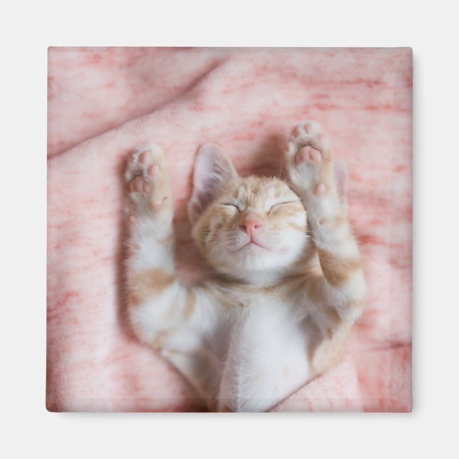 Cutest Baby Animals | Tiny Orange Striped Kitten Magnet (Front)