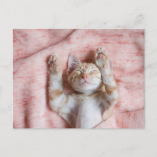 Cutest Baby Animals Tiny Orange Striped Kitten Postcard