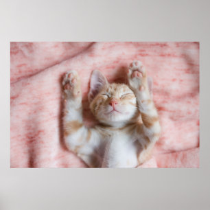 Cutest Baby Animals   Tiny Orange Striped Kitten Poster