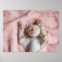 Cutest Baby Animals | Tiny Orange Striped Kitten